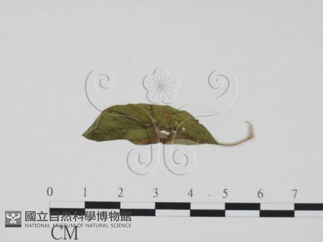 登錄號:F0011875藏品圖，第1張
