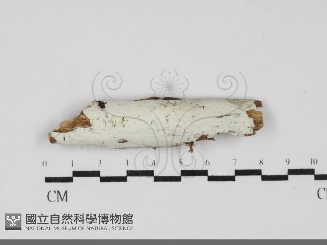 登錄號:F0031875藏品圖，第1張