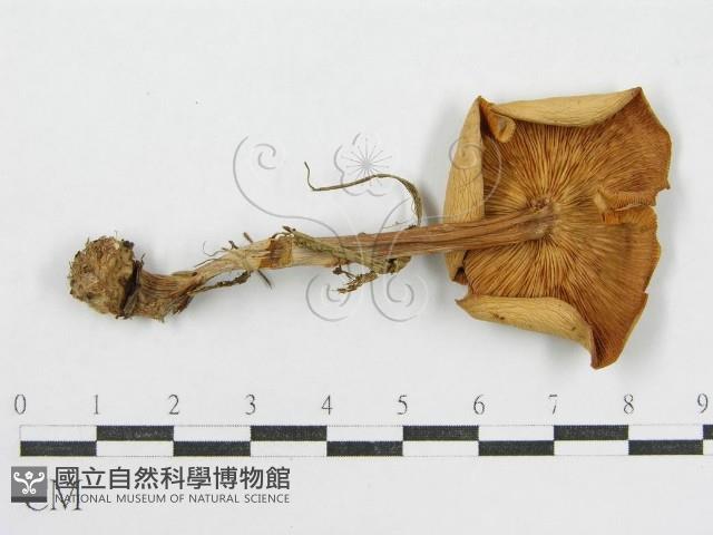 登錄號:F0004875藏品圖，第1張