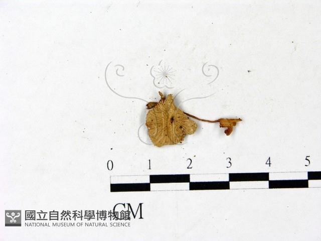登錄號:F0022875藏品圖，第1張