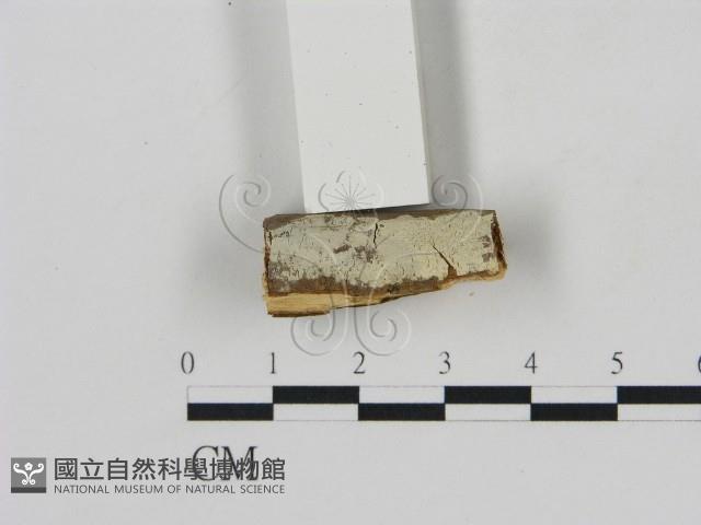 冇骨消絲齒菌藏品圖，第1張