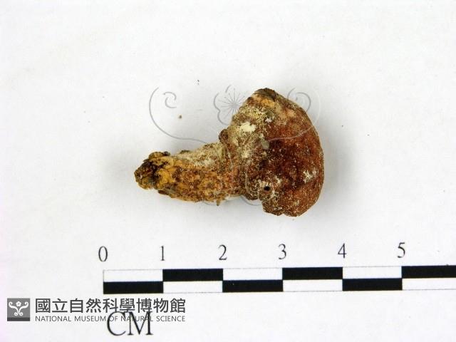登錄號:F0012875藏品圖，第1張