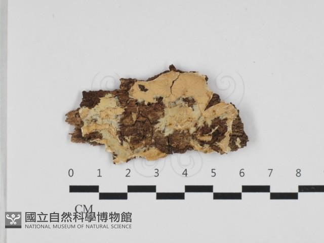 登錄號:F0032875藏品圖，第1張