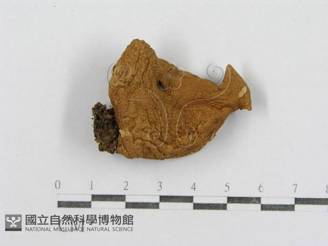 紅菇屬藏品圖，第1張