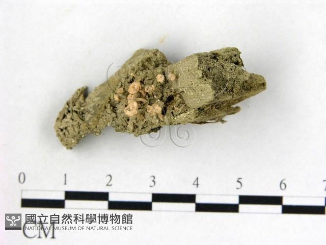 登錄號:F0009875藏品圖，第1張