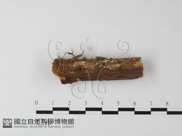 登錄號:F0023875藏品圖，第1張