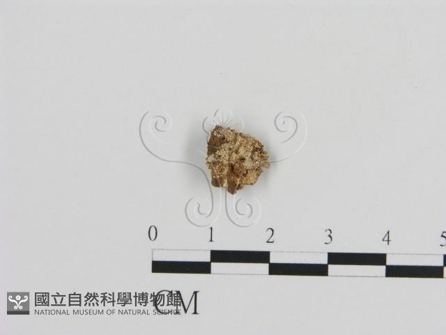 登錄號:F0003875藏品圖，第1張