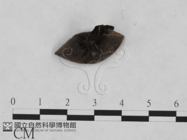 登錄號:F0013875藏品圖，第1張