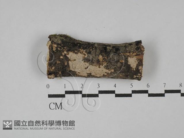 刺皮菌屬藏品圖，第1張