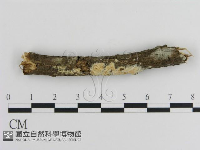 登錄號:F0008975藏品圖，第1張