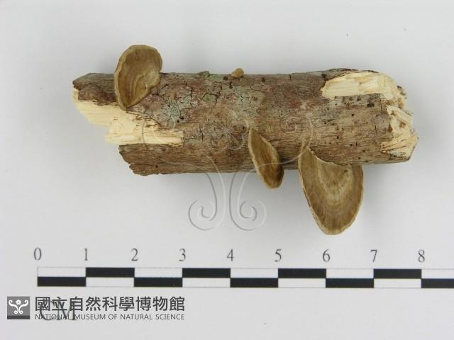 登錄號:F0020975藏品圖，第1張