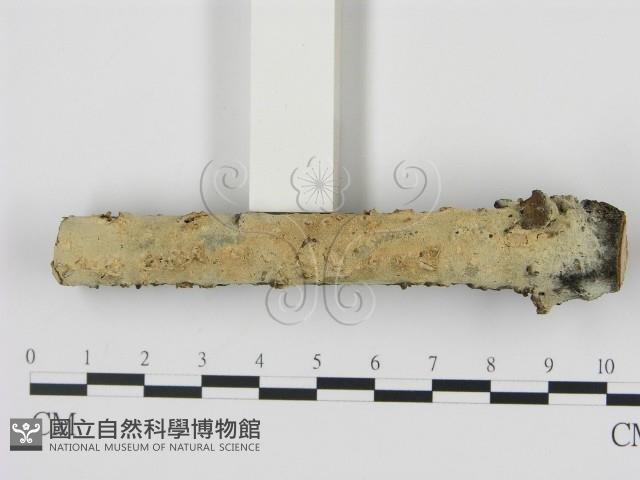 剛毛絲皮菌藏品圖，第1張