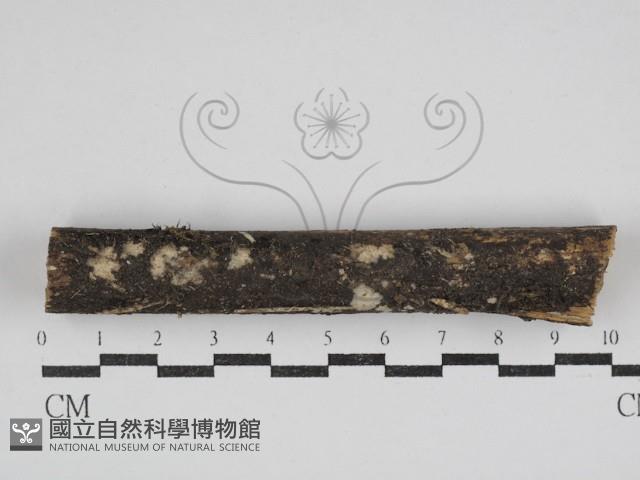 登錄號:F0030975藏品圖，第1張