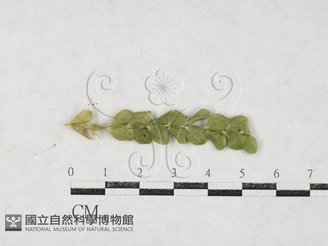 登錄號:F0026975藏品圖，第1張