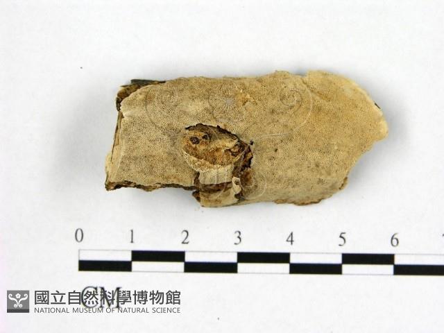 登錄號:F0006975藏品圖，第1張