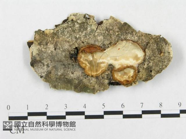 骨皮菌屬藏品圖，第1張