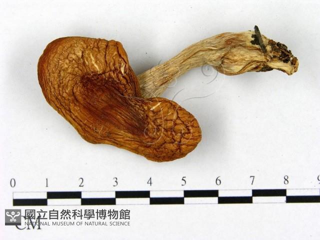 登錄號:F0021975藏品圖，第1張