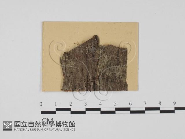 登錄號:F0011975藏品圖，第1張