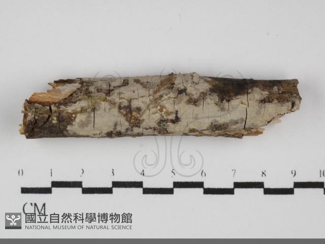 刺皮菌屬藏品圖，第1張