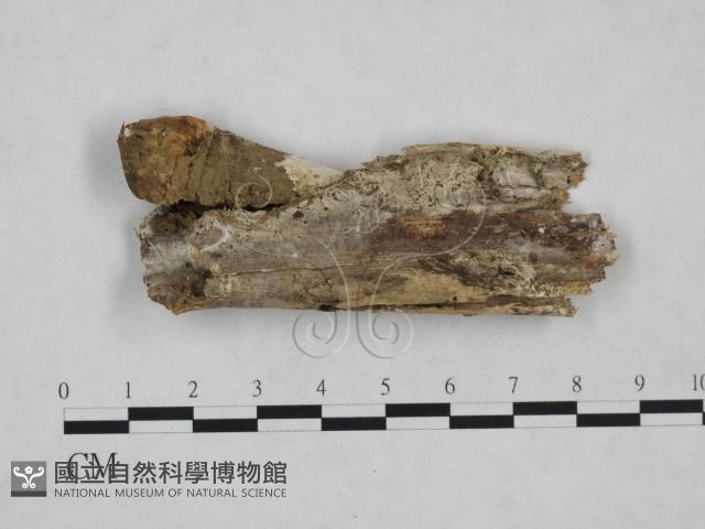 登錄號:F0024975藏品圖，第1張