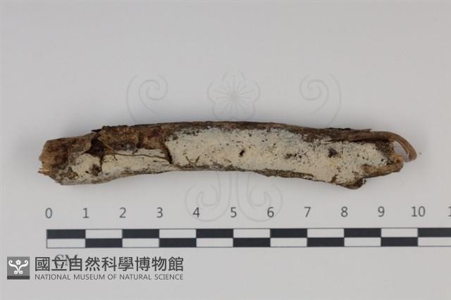 剛毛絲皮菌藏品圖，第1張