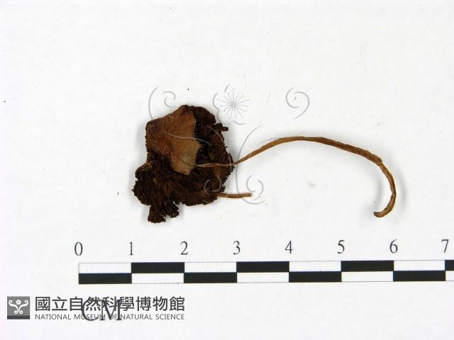 登錄號:F0022975藏品圖，第1張