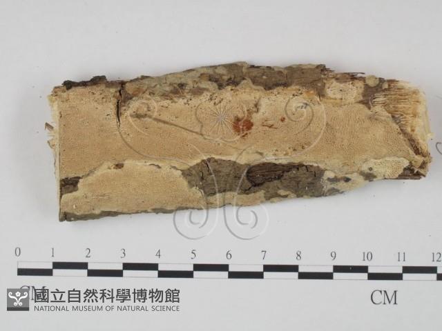 登錄號:F0002975藏品圖，第1張