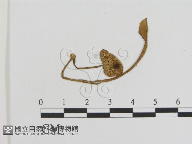 登錄號:F0012975藏品圖，第1張