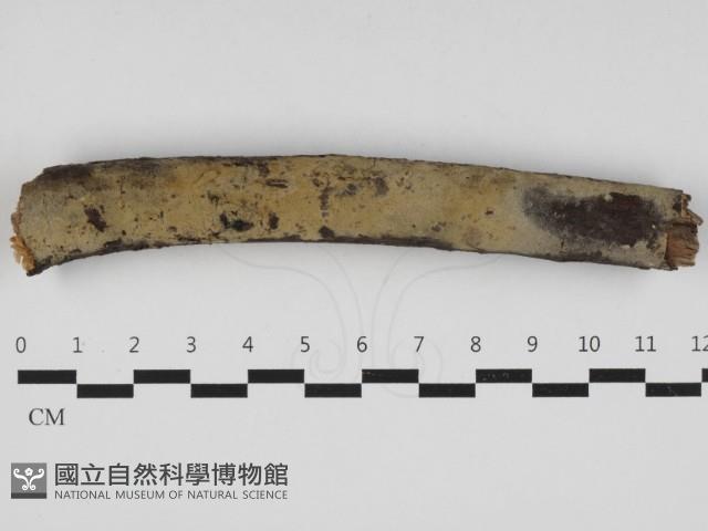 登錄號:F0032975藏品圖，第1張