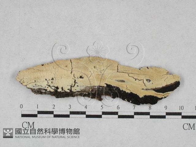 絲齒菌屬藏品圖，第1張