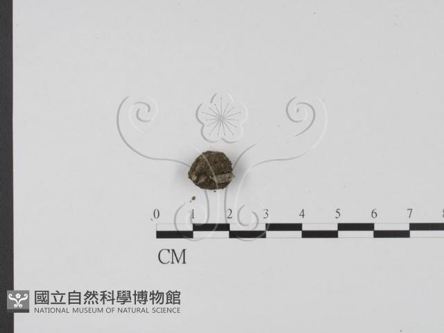 登錄號:F0007975藏品圖，第1張