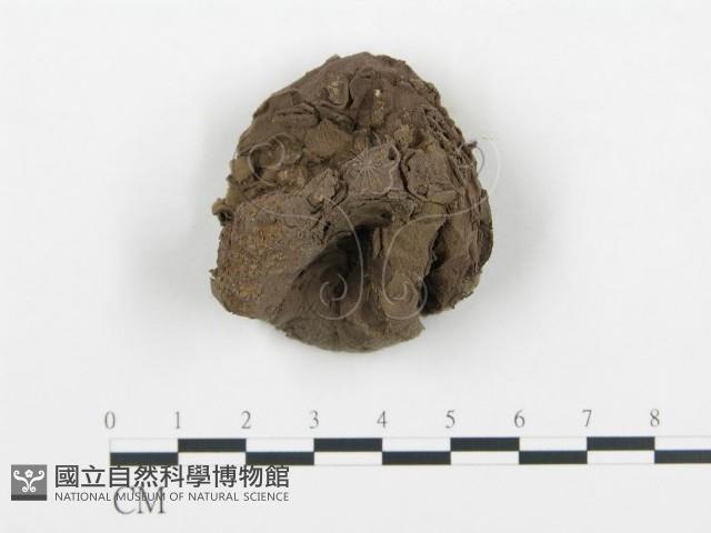 禿馬勃屬藏品圖，第1張