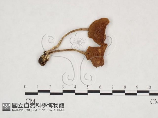登錄號:F0025975藏品圖，第1張