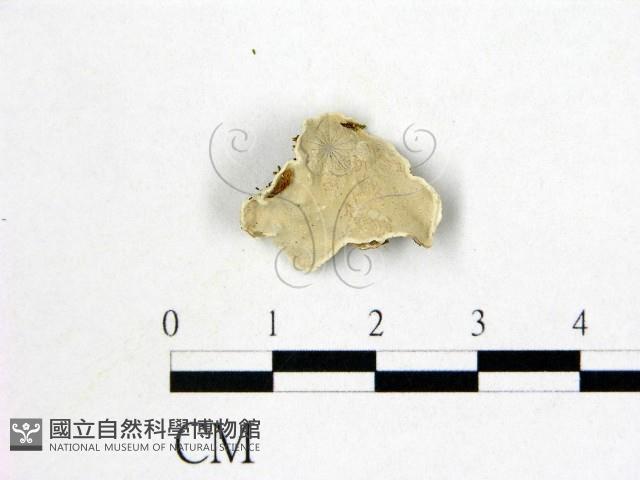 登錄號:F0005975藏品圖，第1張