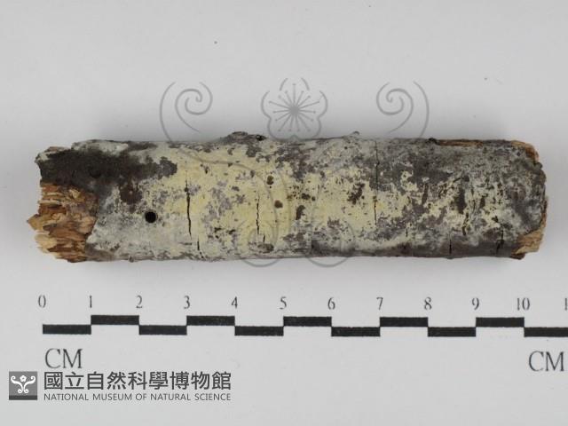 剛毛絲皮菌藏品圖，第1張