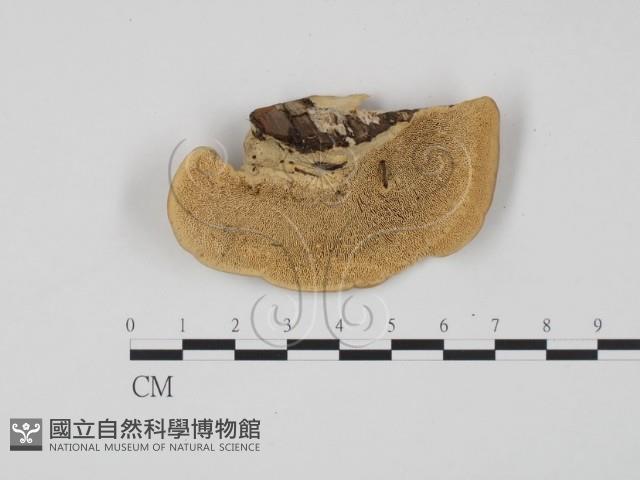 登錄號:F0009975藏品圖，第1張