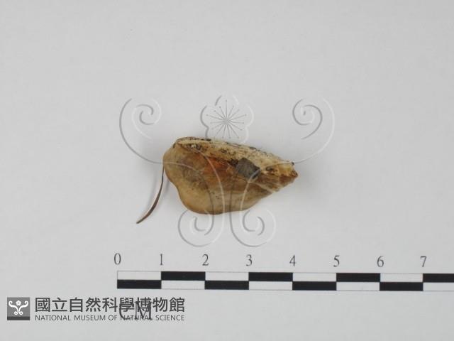 登錄號:F0019975藏品圖，第1張