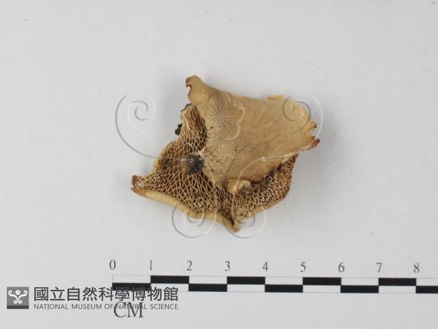 多孔菌屬藏品圖，第1張