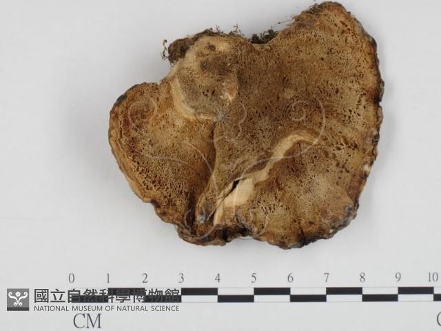 登錄號:F0003975藏品圖，第1張