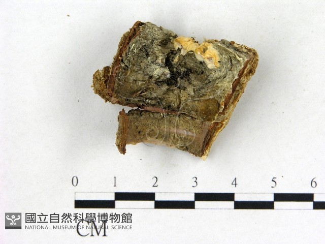 登錄號:F0013975藏品圖，第1張