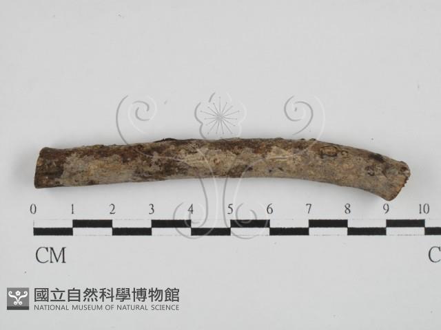 Accession Number:F0028675 Collection Image, Figure 1, Total 2 Figures