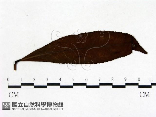 登錄號:F0020675藏品圖，第1張