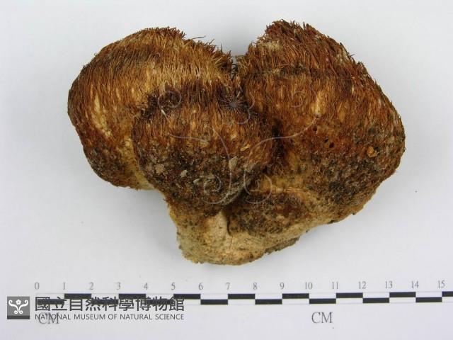 登錄號:F0010675藏品圖，第1張