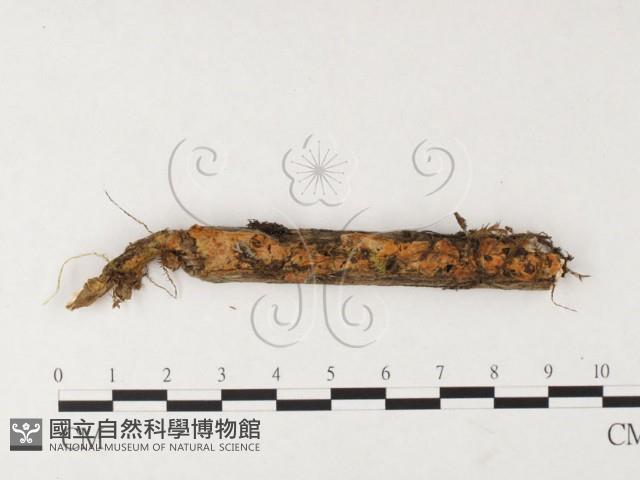 登錄號:F0026675藏品圖，第1張
