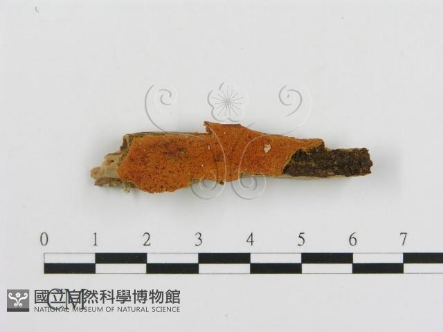 登錄號:F0006675藏品圖，第1張