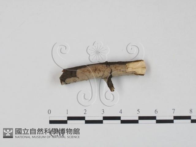登錄號:F0016675藏品圖，第1張