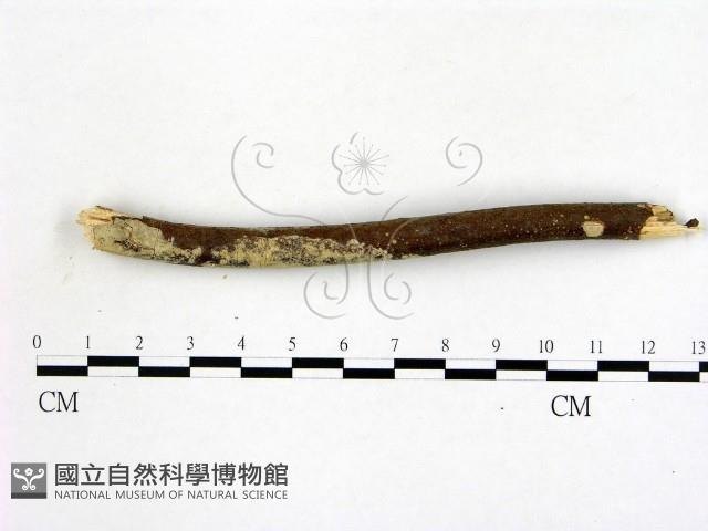冇骨消絲齒菌藏品圖，第1張