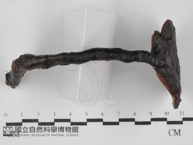 登錄號:F0031675藏品圖，第1張