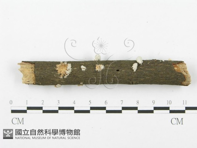 裂褶菌藏品圖，第1張