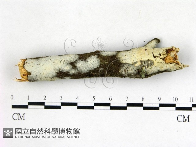 登錄號:F0022675藏品圖，第1張